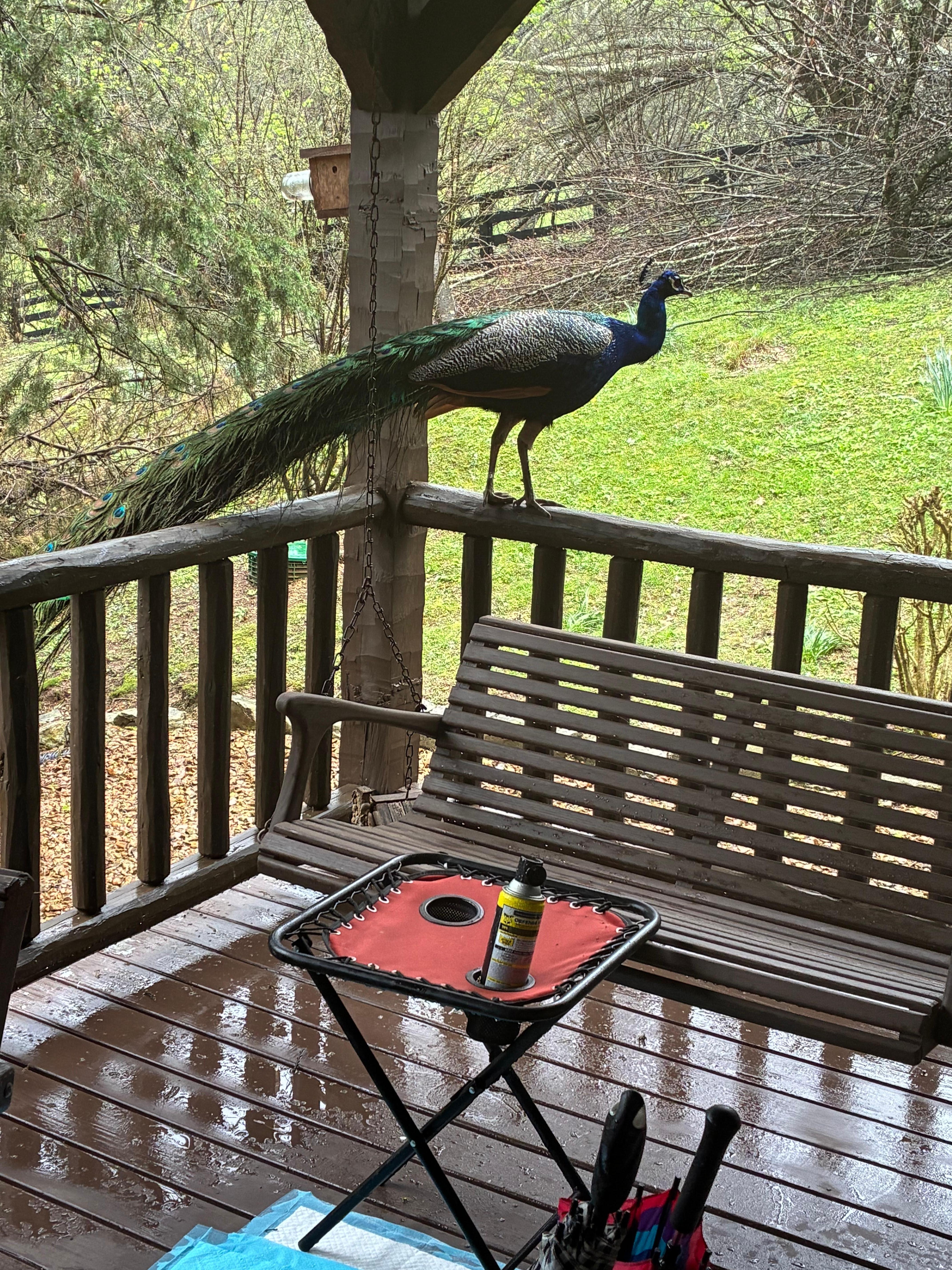 Waking up to a peacock greeting us. 