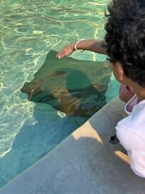 At the phoenix zoo petting live stingrays