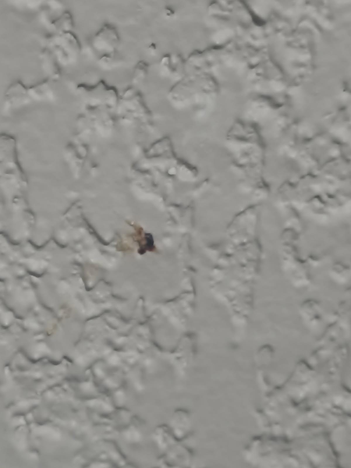 Booger on wall