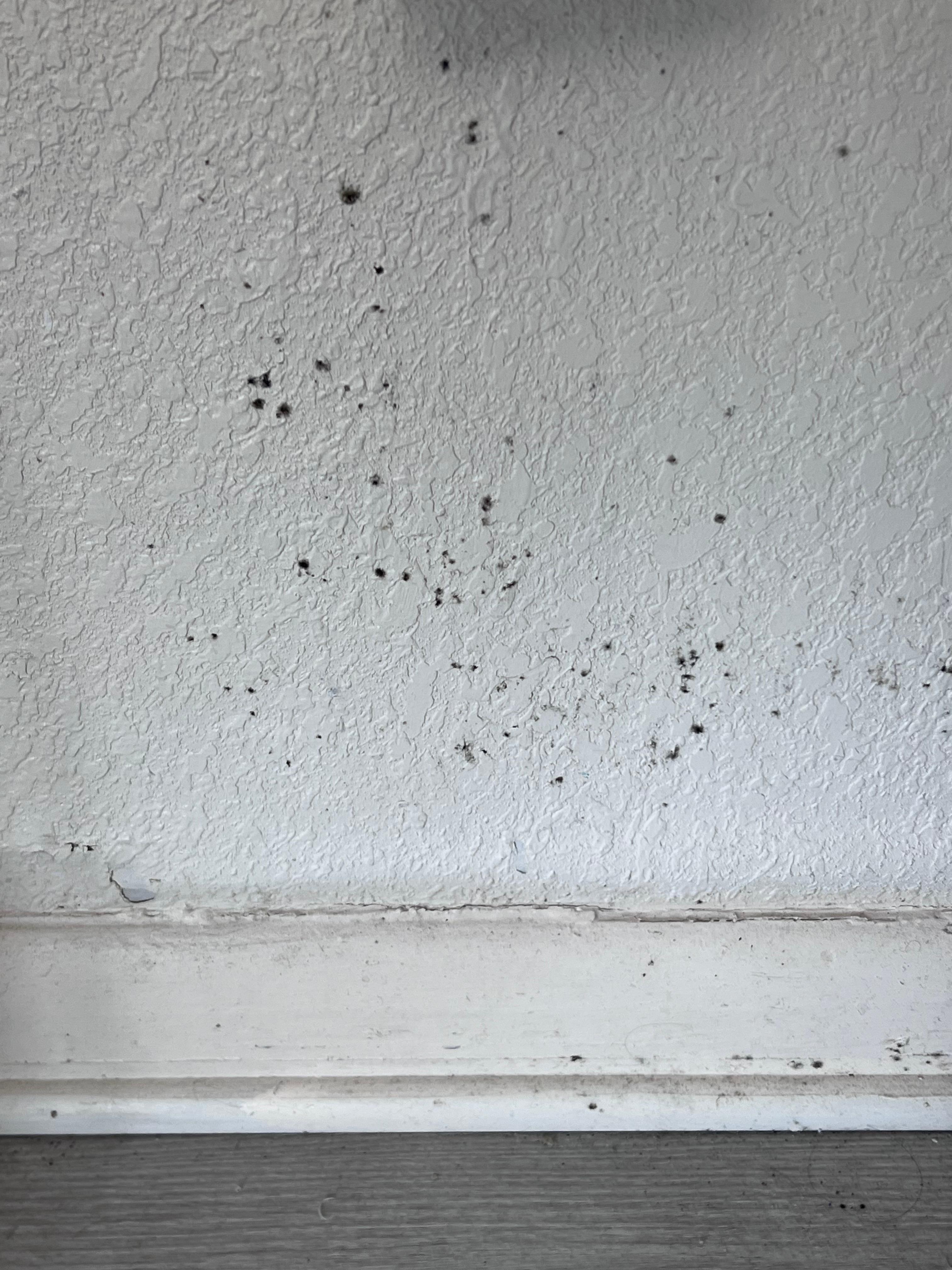 Under table on wall mold