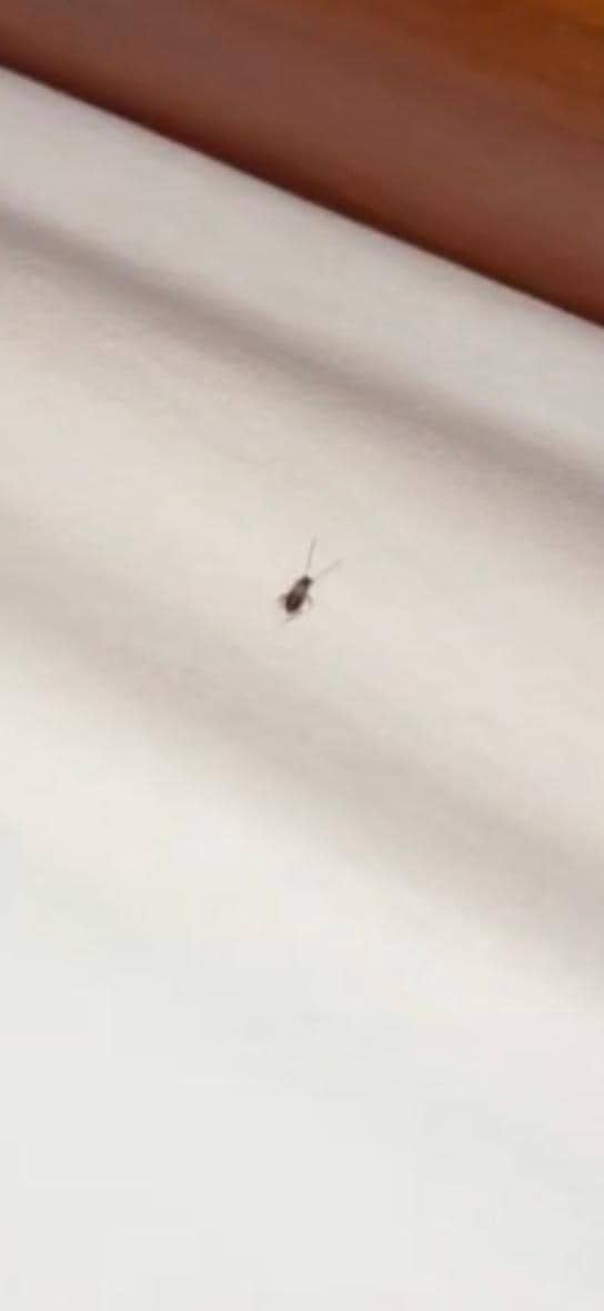 Bedbugs 