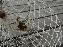 our single catch!