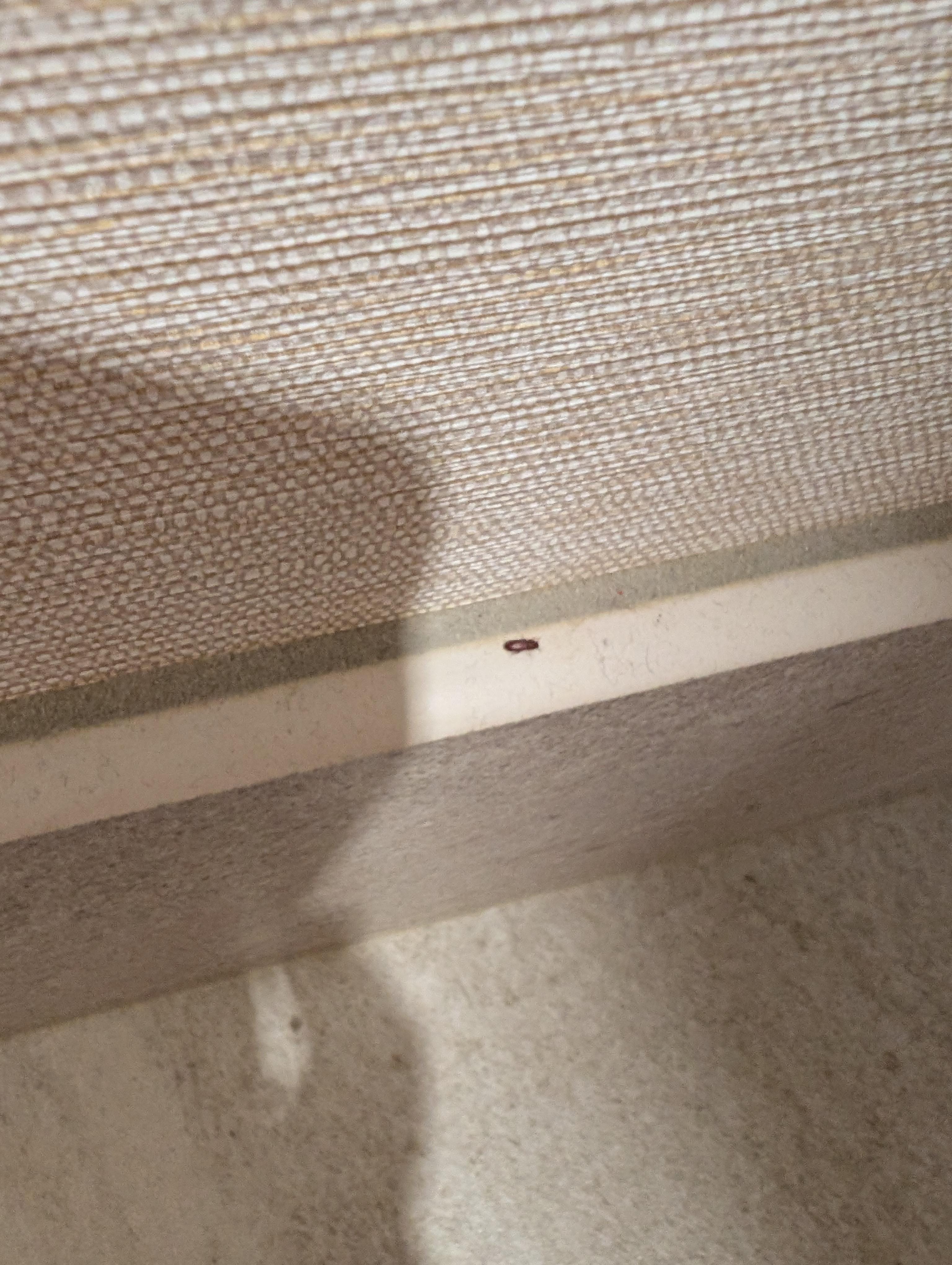 Beetle in the bathroom