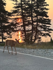 Deer strolling in the road.