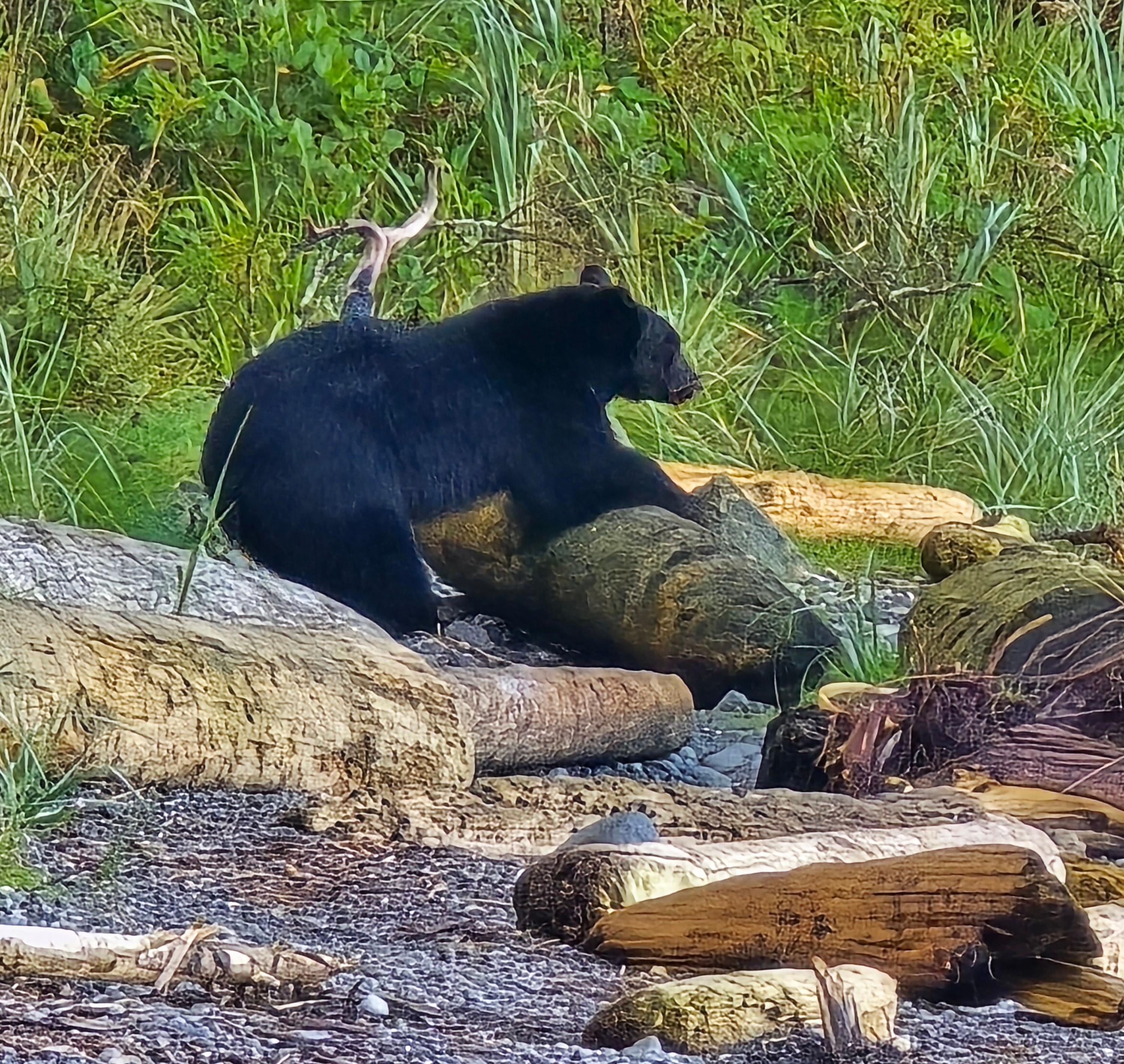 Beach visitor.