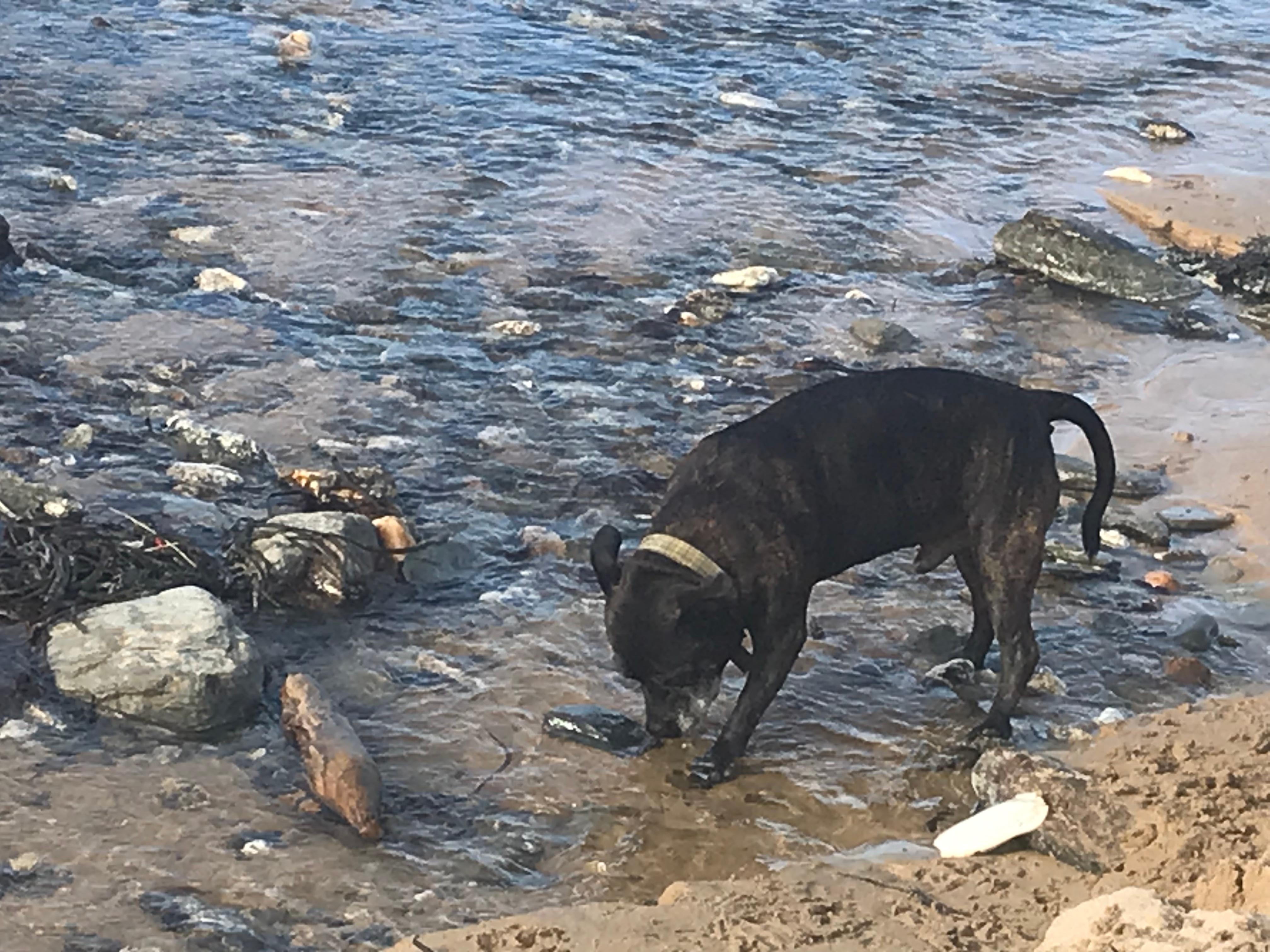 My dog enjoying the beach , just across the road 