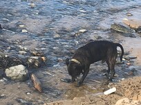 My dog enjoying the beach , just across the road