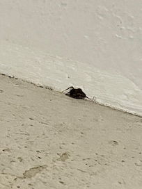 Dead Roach