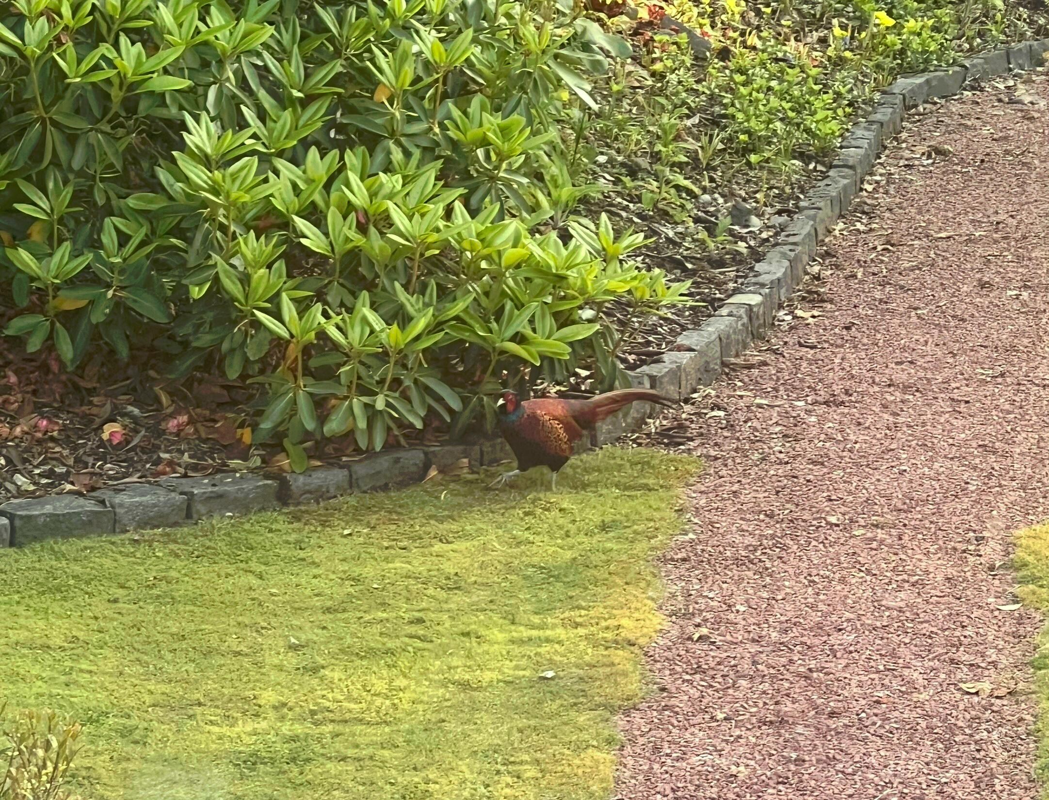 Mr Pheasant 