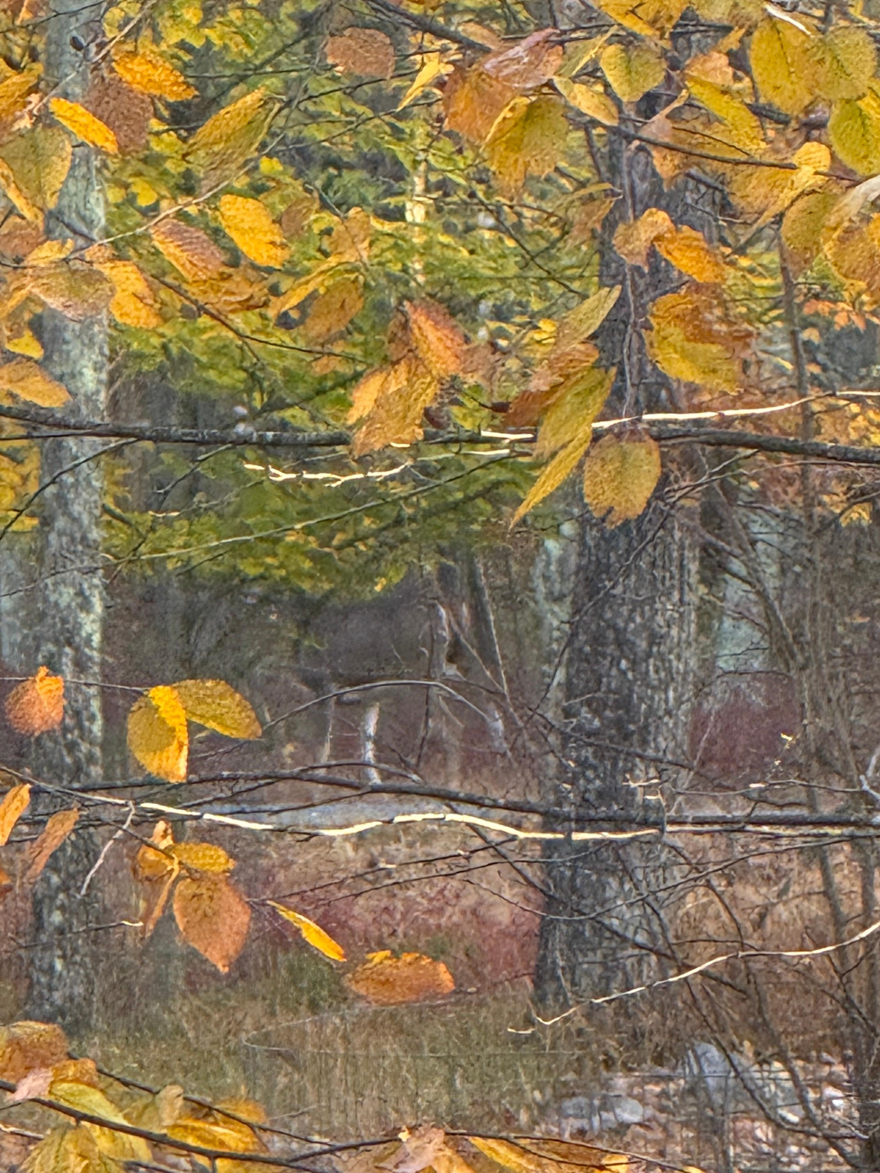 Saw so many deer there