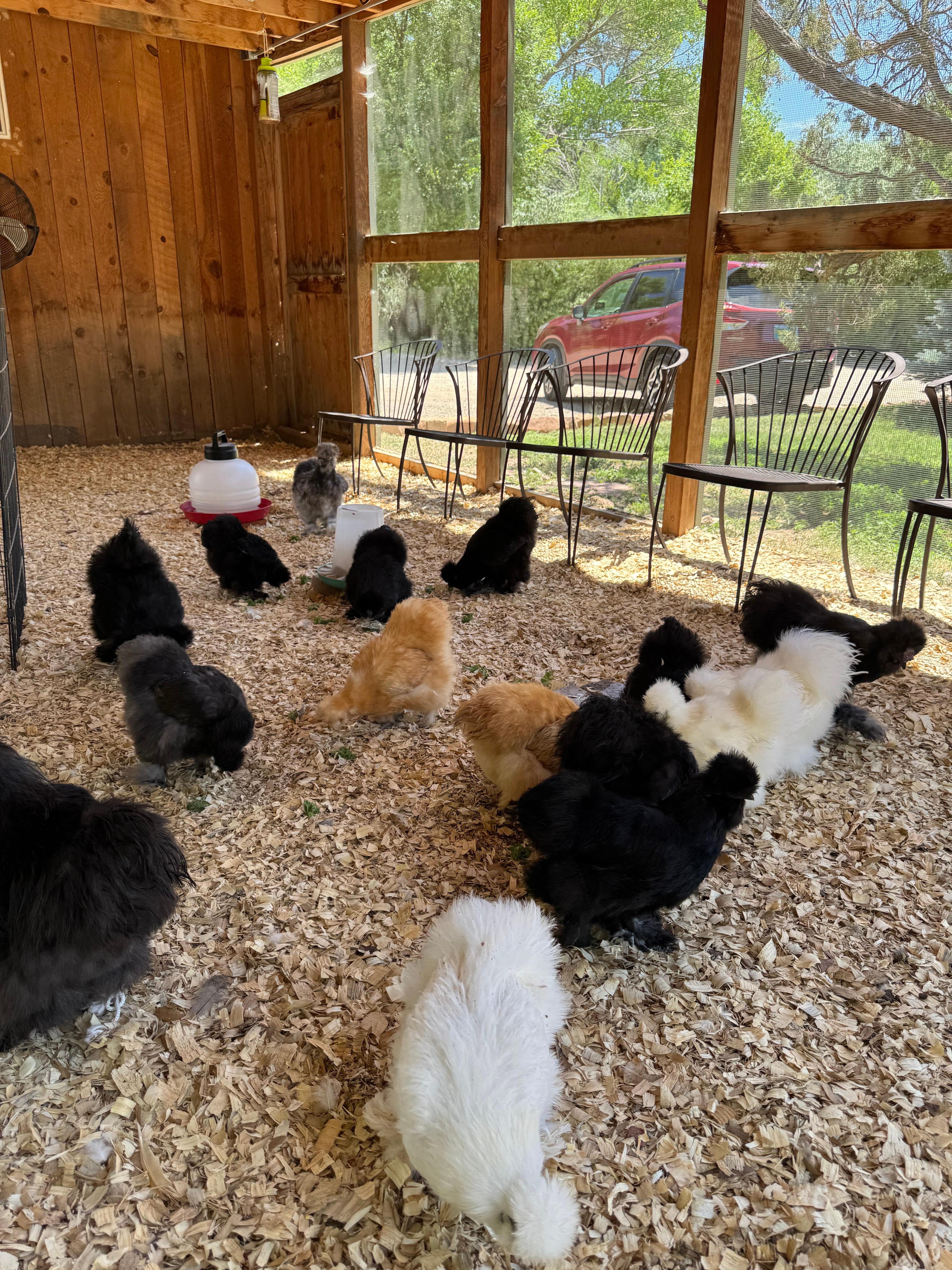 You can feed the chickens.