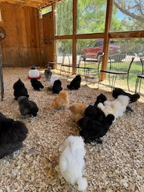 You can feed the chickens.