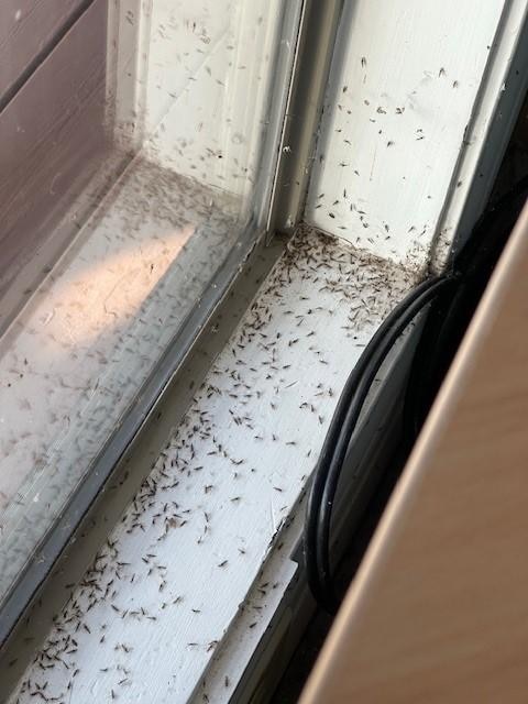 These flying insects were everywhere and we had to continually sweep and wipe counters off. They were in the tub and toilets as well. 