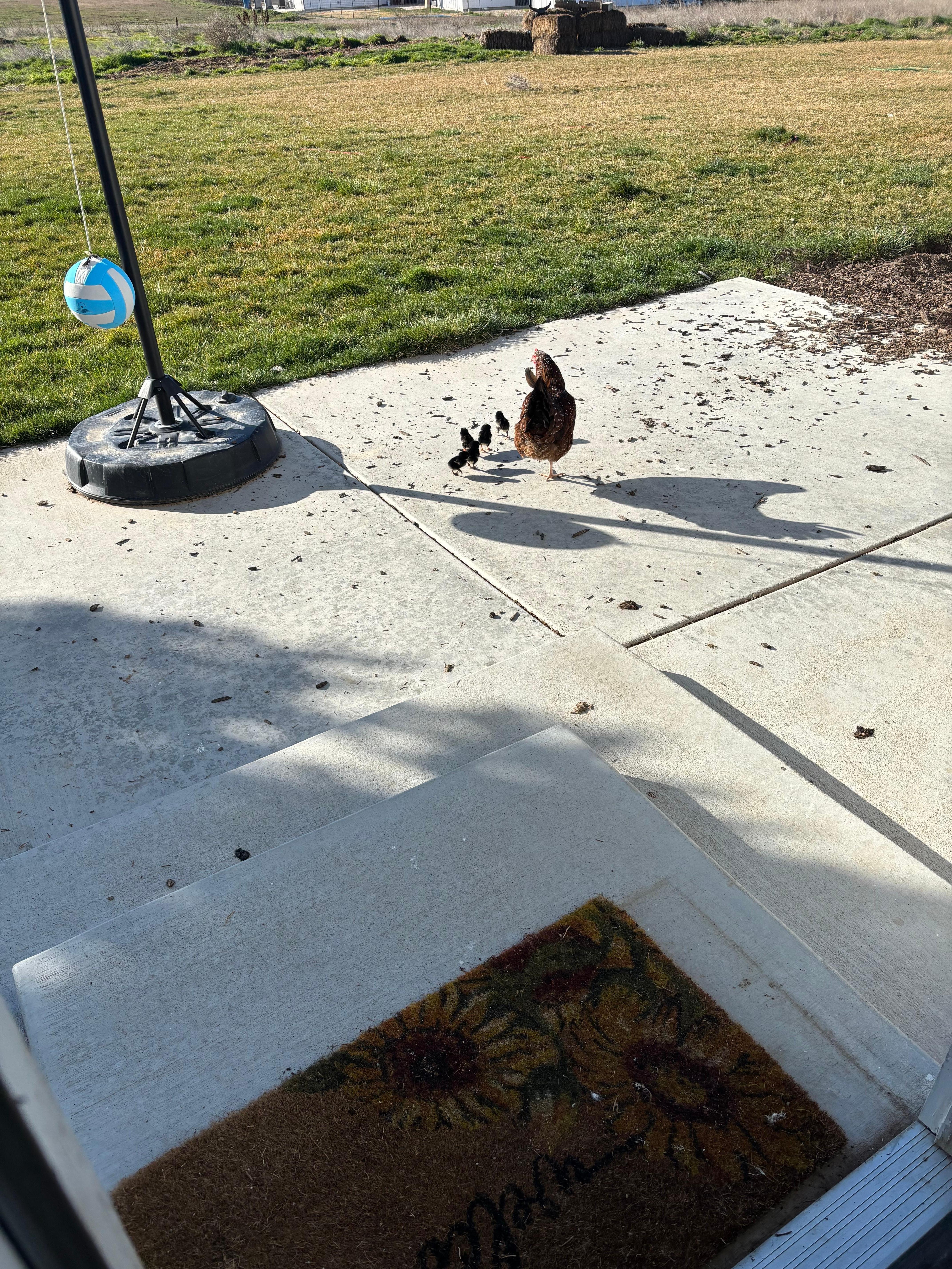 Spring baby chics always seem to renew life a little.