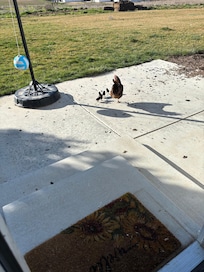 Spring baby chics always seem to renew life a little.