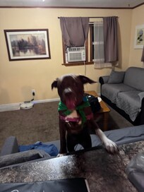Zena being Zena in the living room.