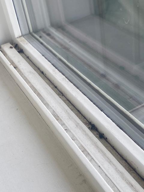 The window sills. I didn't even take pics of the curtains and the showerhead coming apart from the wall.