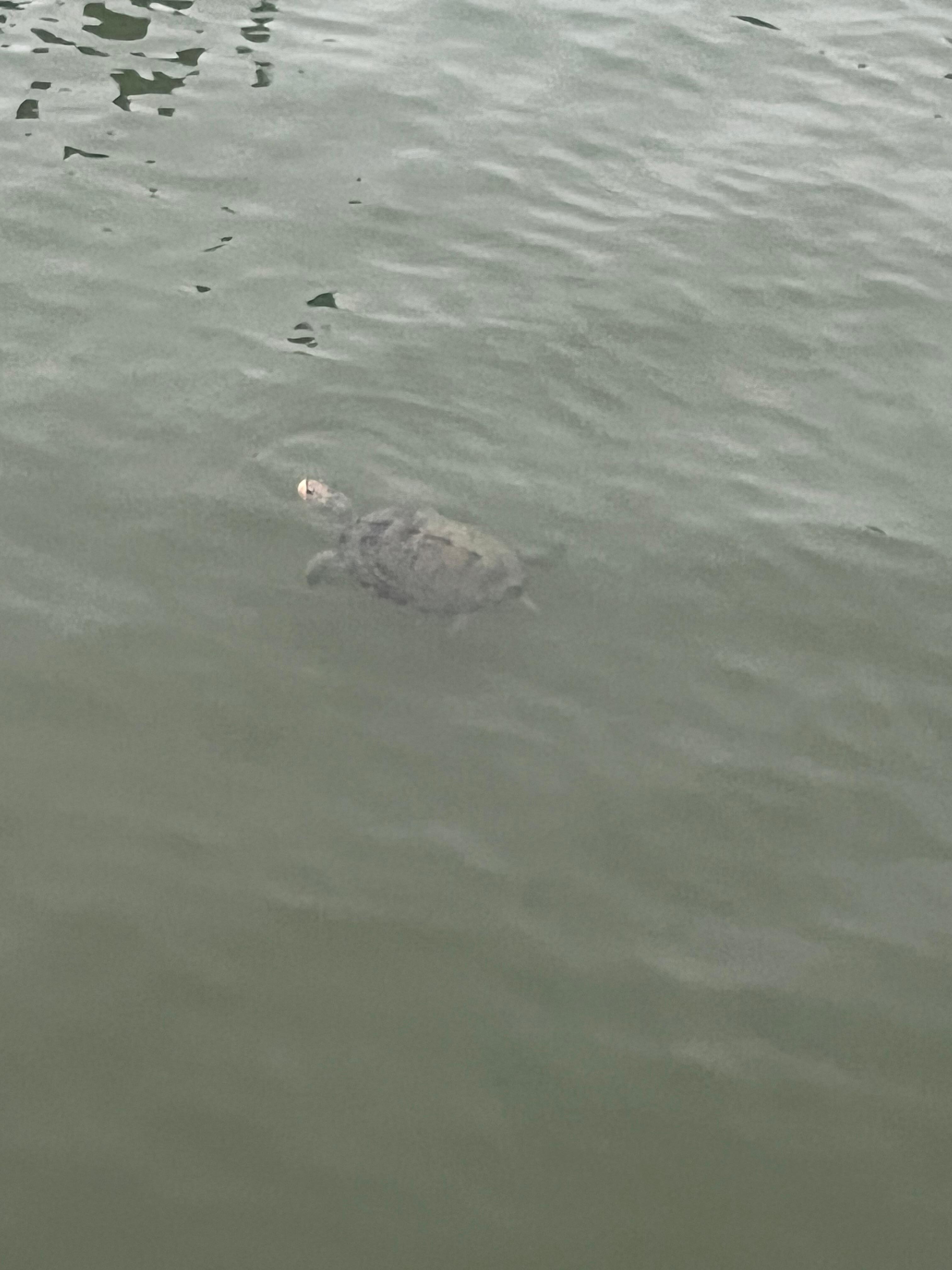 Maryland Terrapin