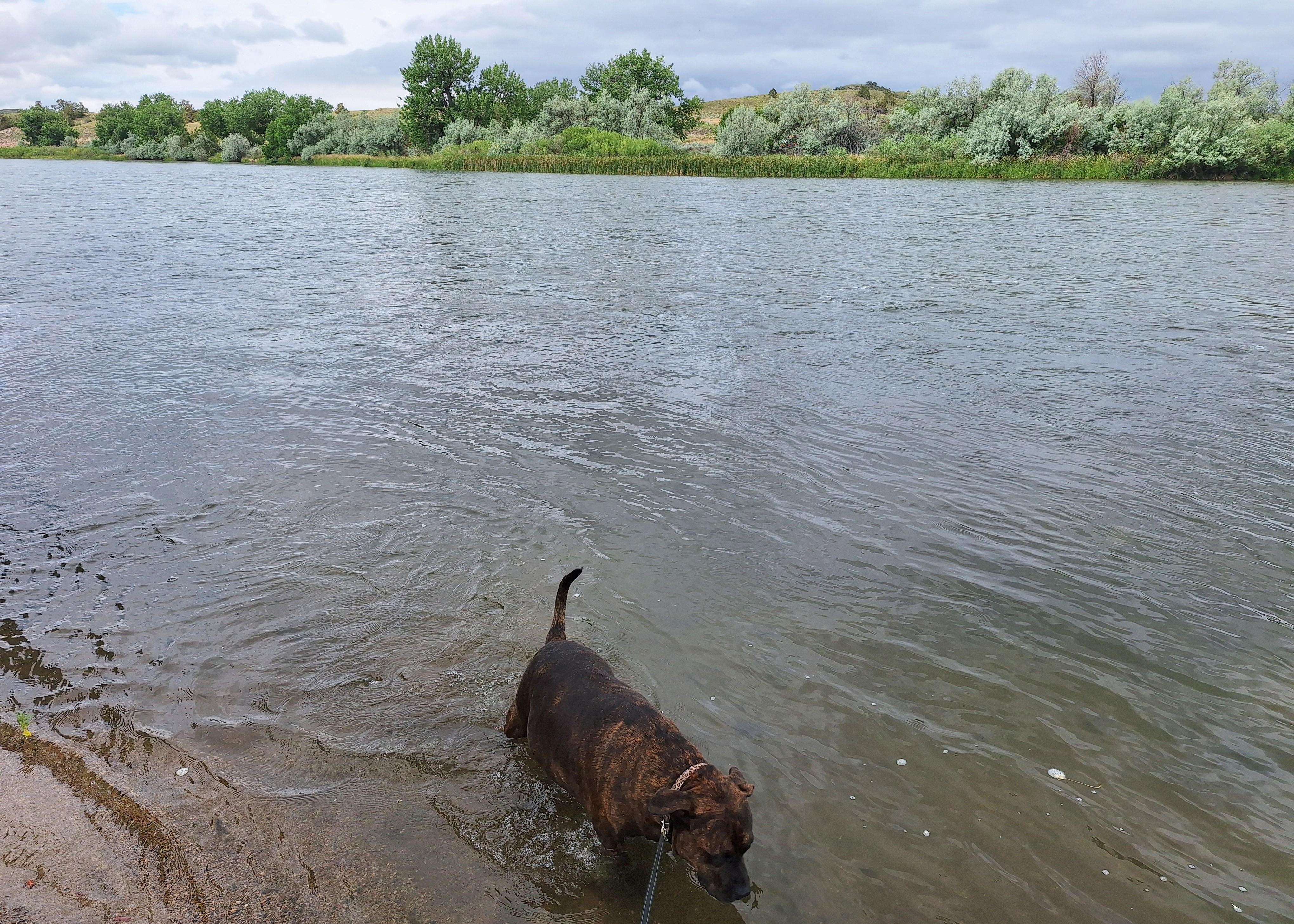 My dog enjoying the neighborhood