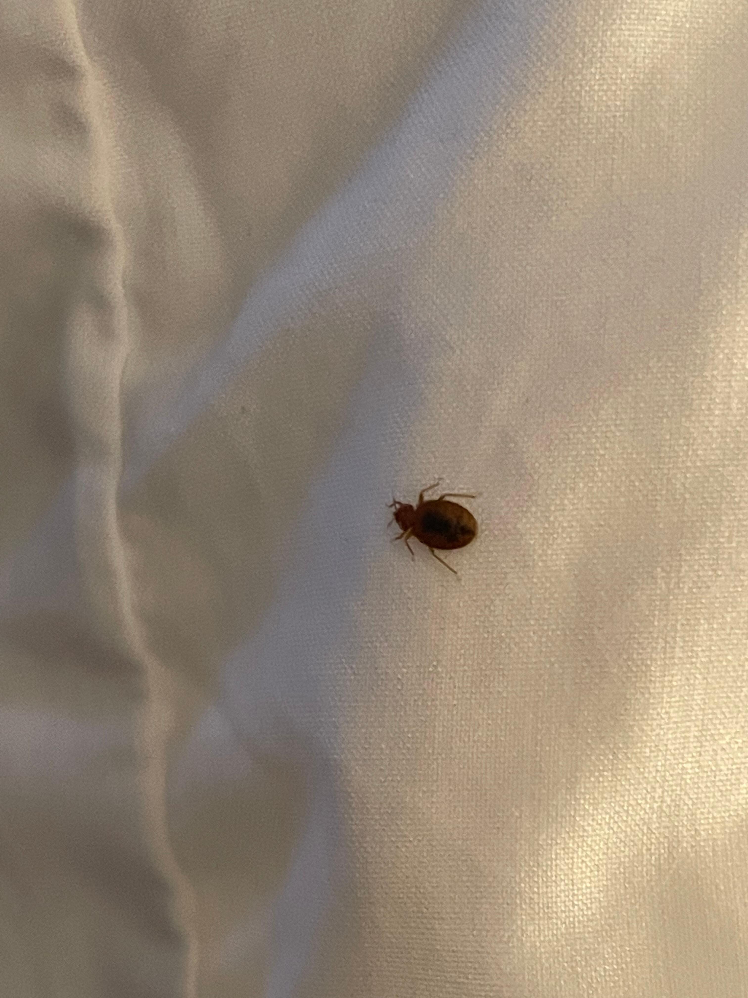 Big on my pillow