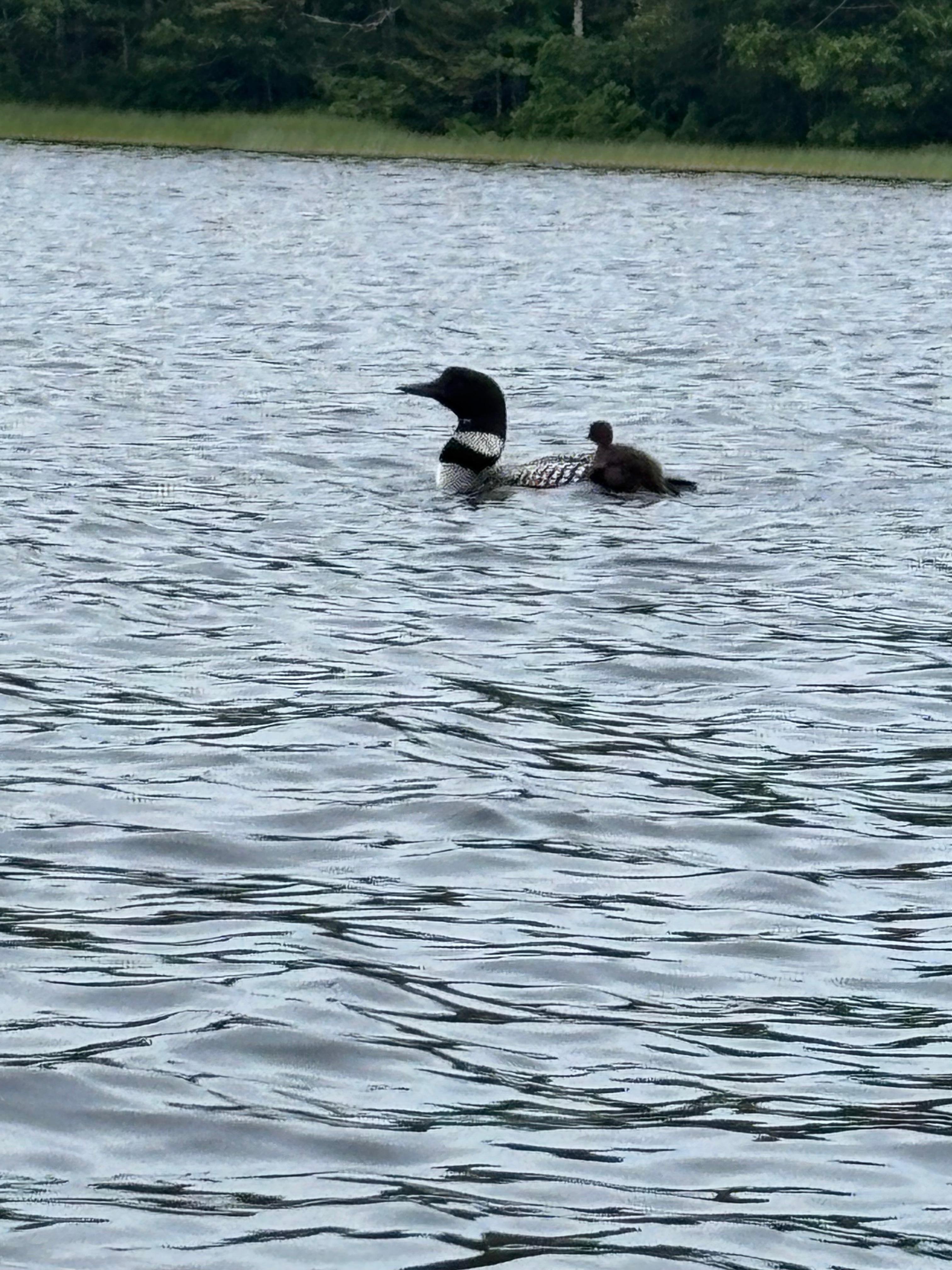 Loons on the lake seen when kayaking.