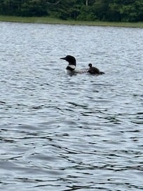 Loons on the lake seen when kayaking.