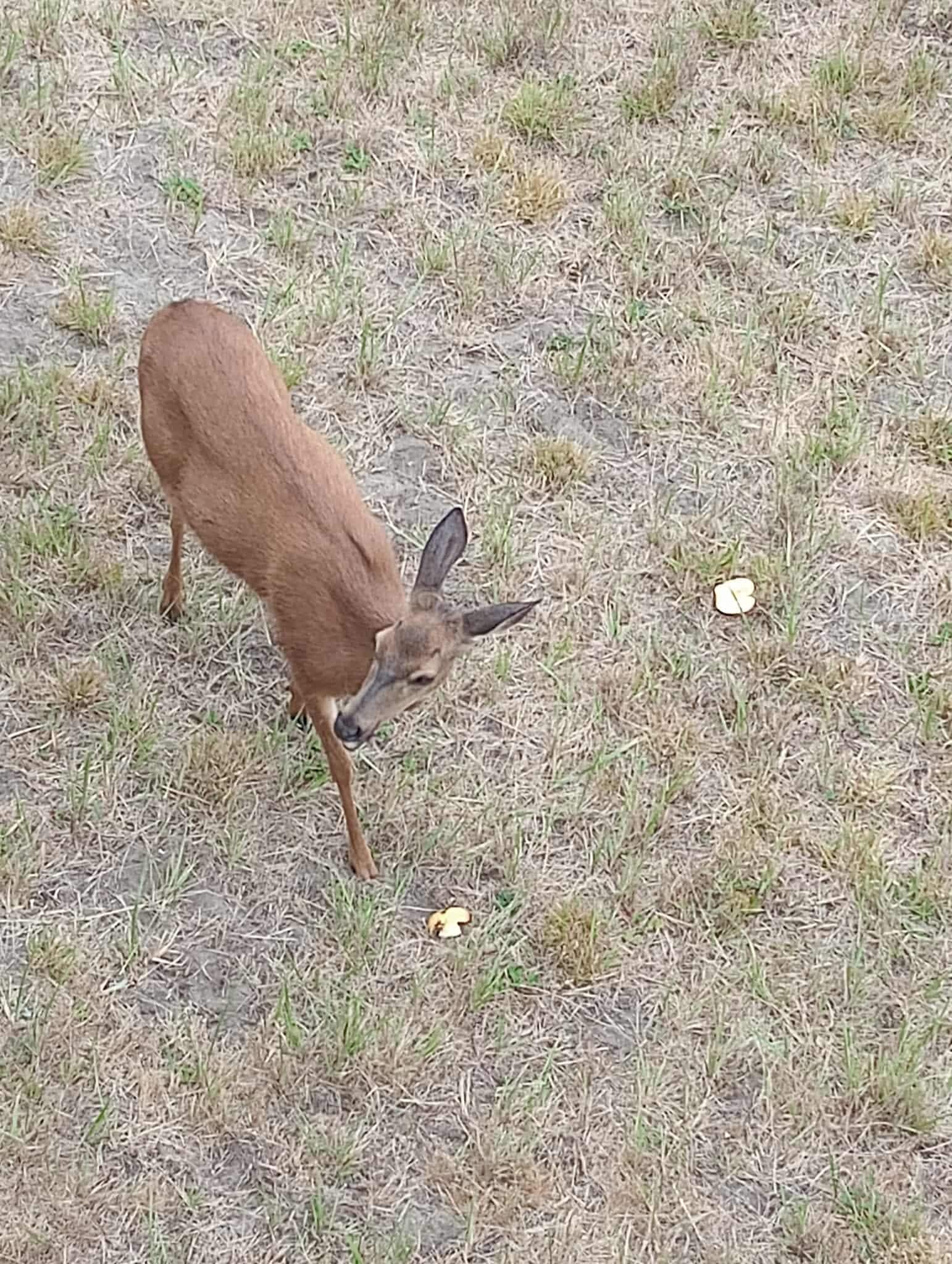 Saturday morning visitor. She was actually there all day. 