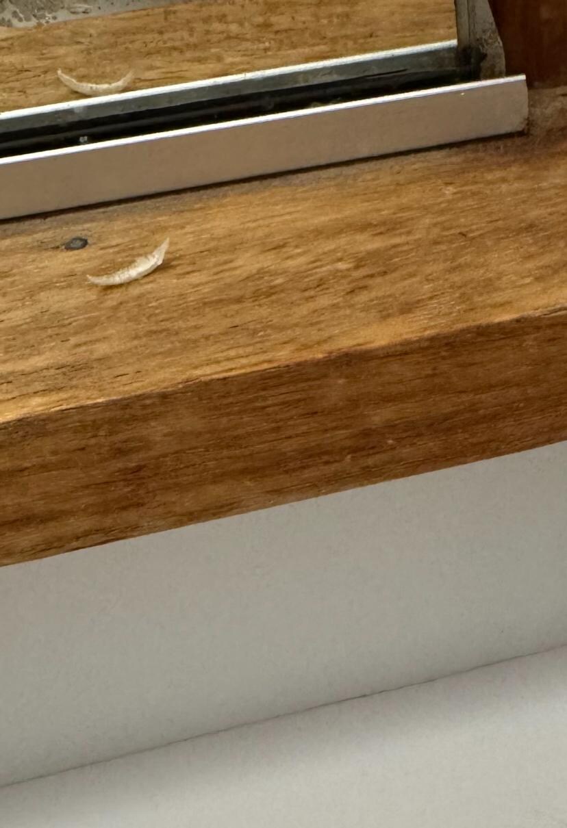 Toenail clippings on bathroom counter