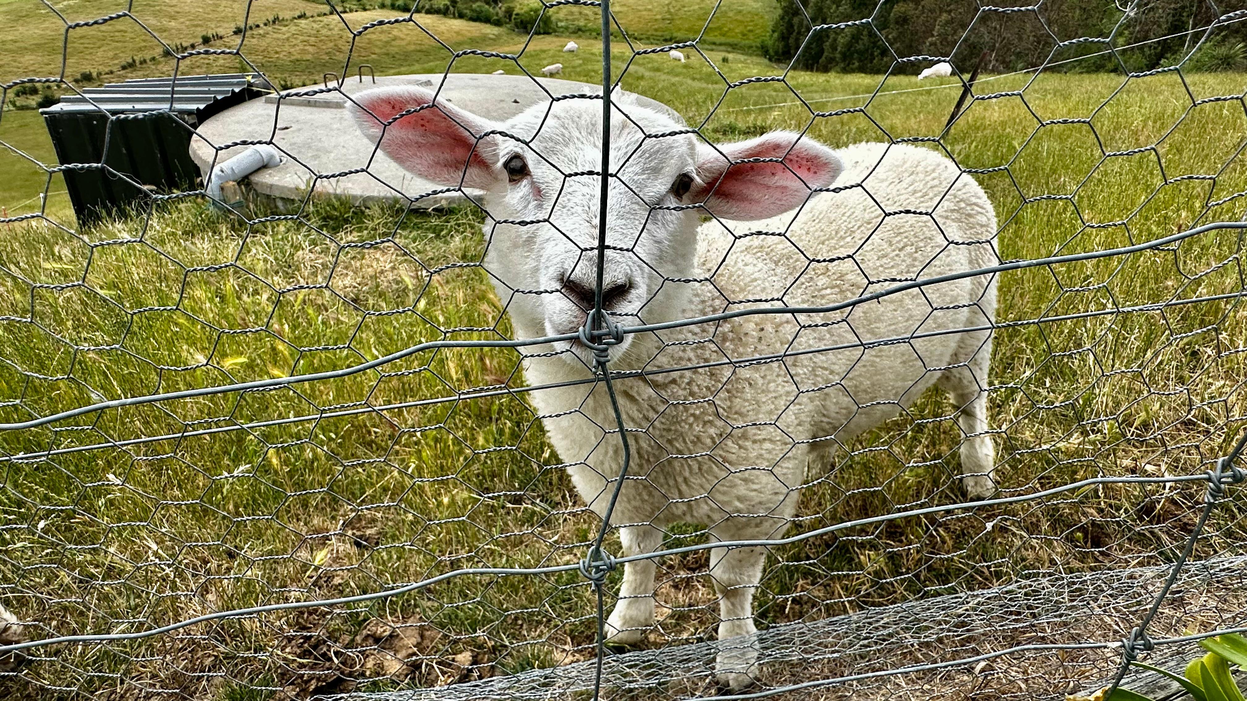 The friendliest of sheep 