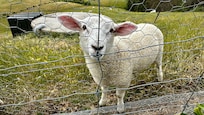 The friendliest of sheep