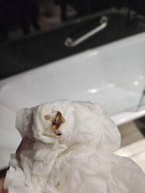 Barata retirada do banheiro