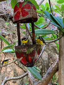 Sugarbirds feeding, next to the kitchen/chill out area.