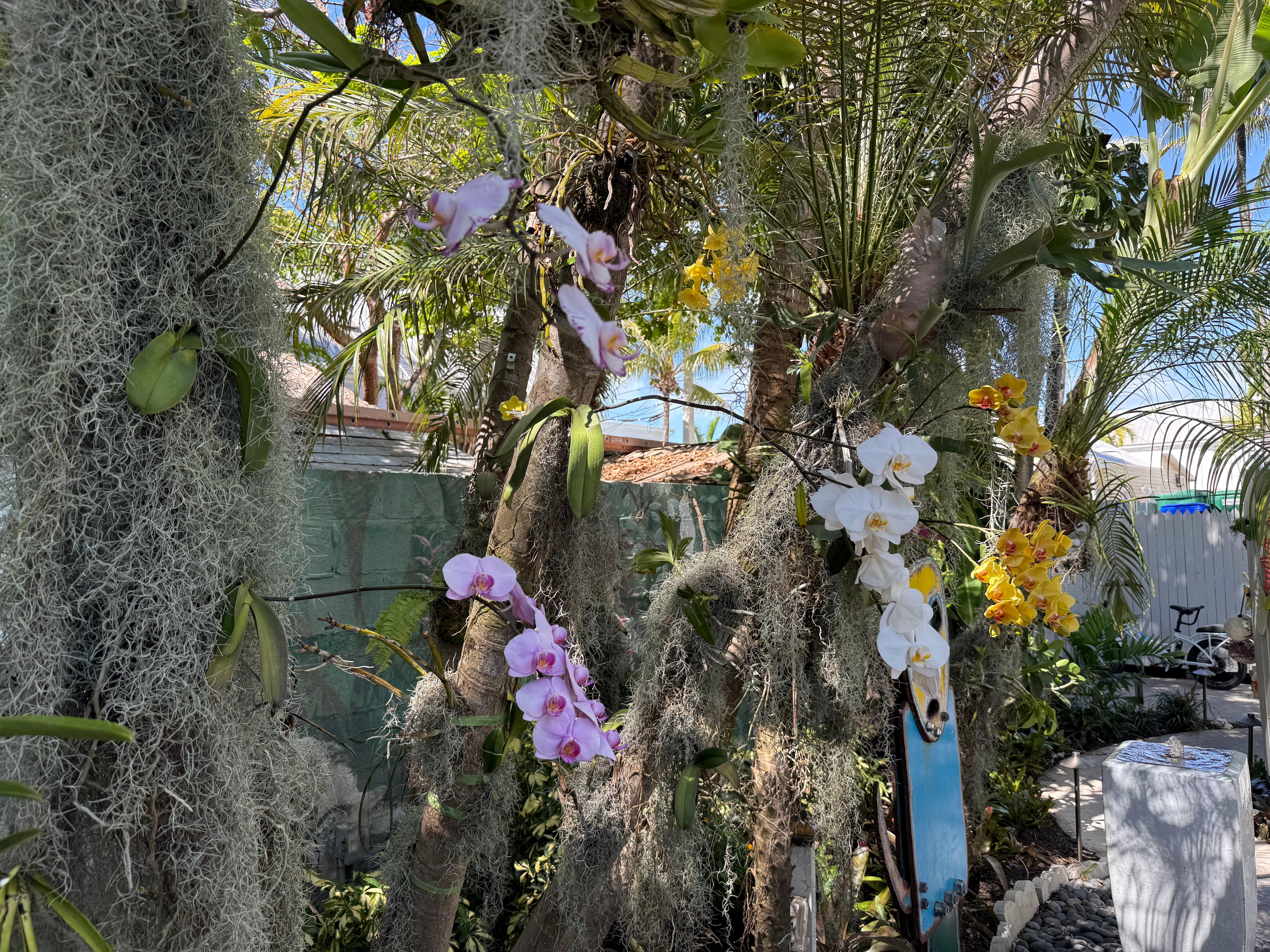 Orchids everywhere!