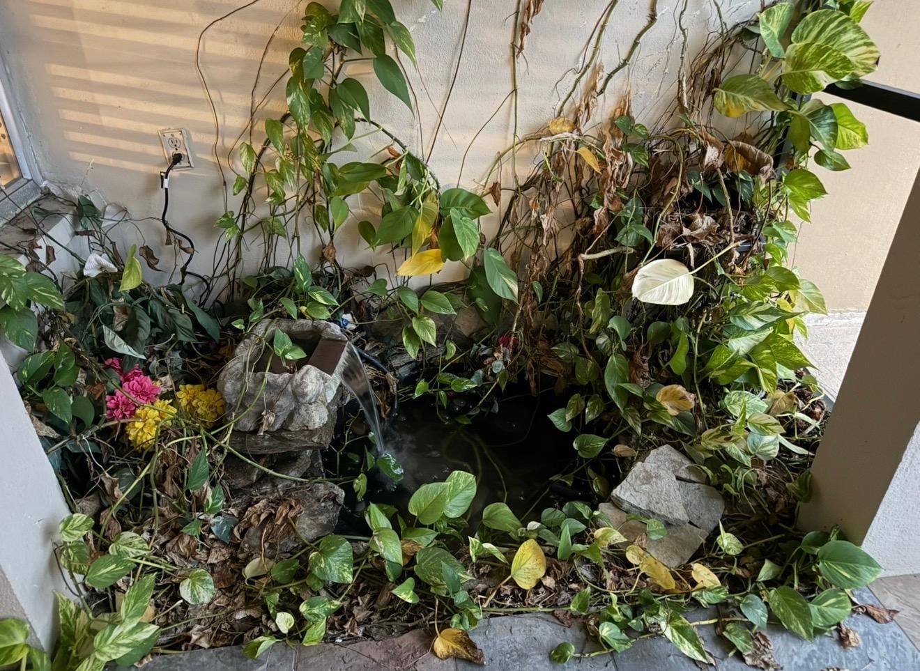 This is in main entrance! A mess of dead vines that need cleaned out! 🤢