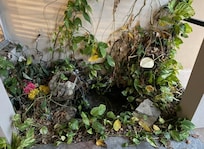 This is in main entrance! A mess of dead vines that need cleaned out! 🤢