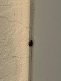 Cockroach in kitchen