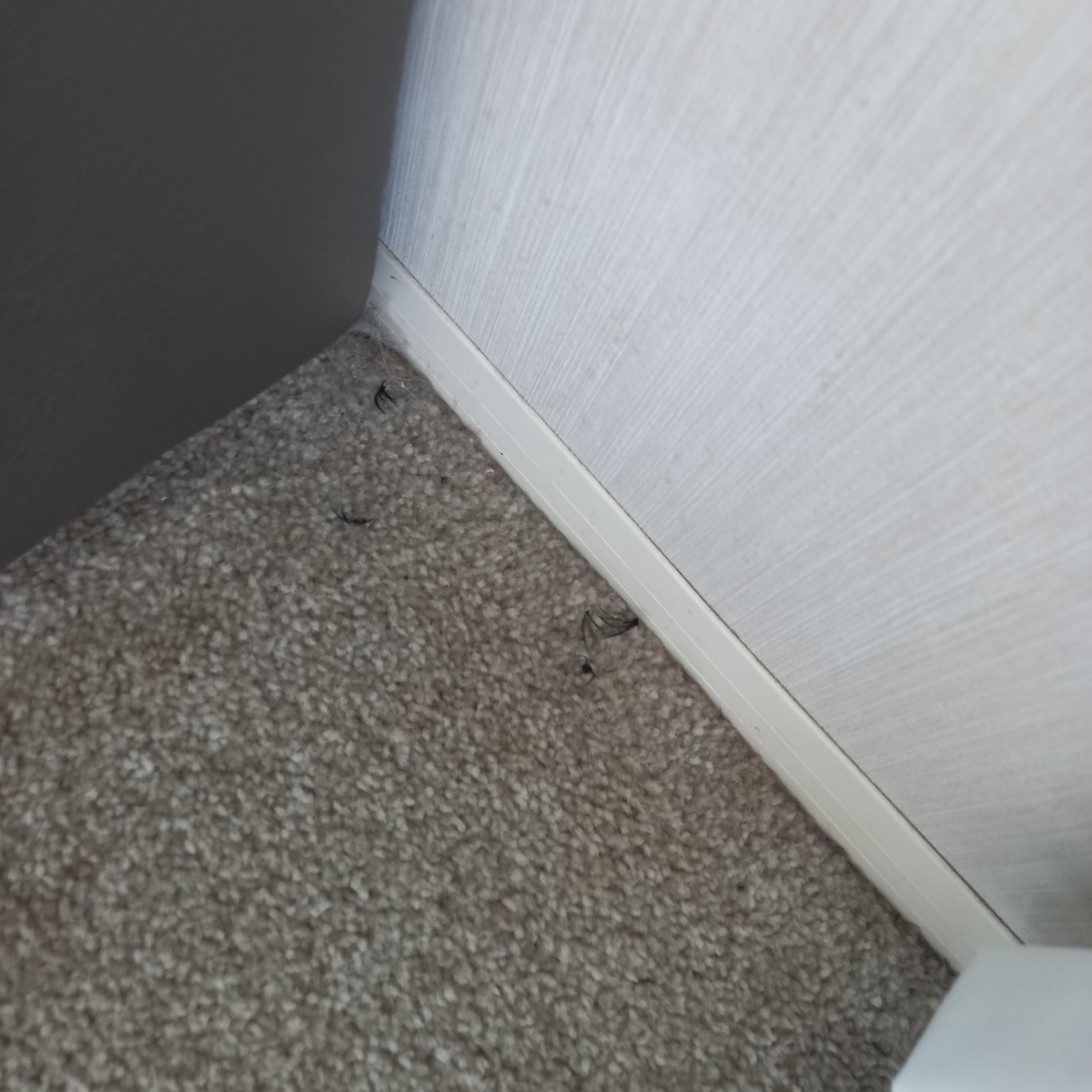 someones false eyelashes