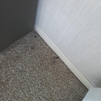 someones false eyelashes