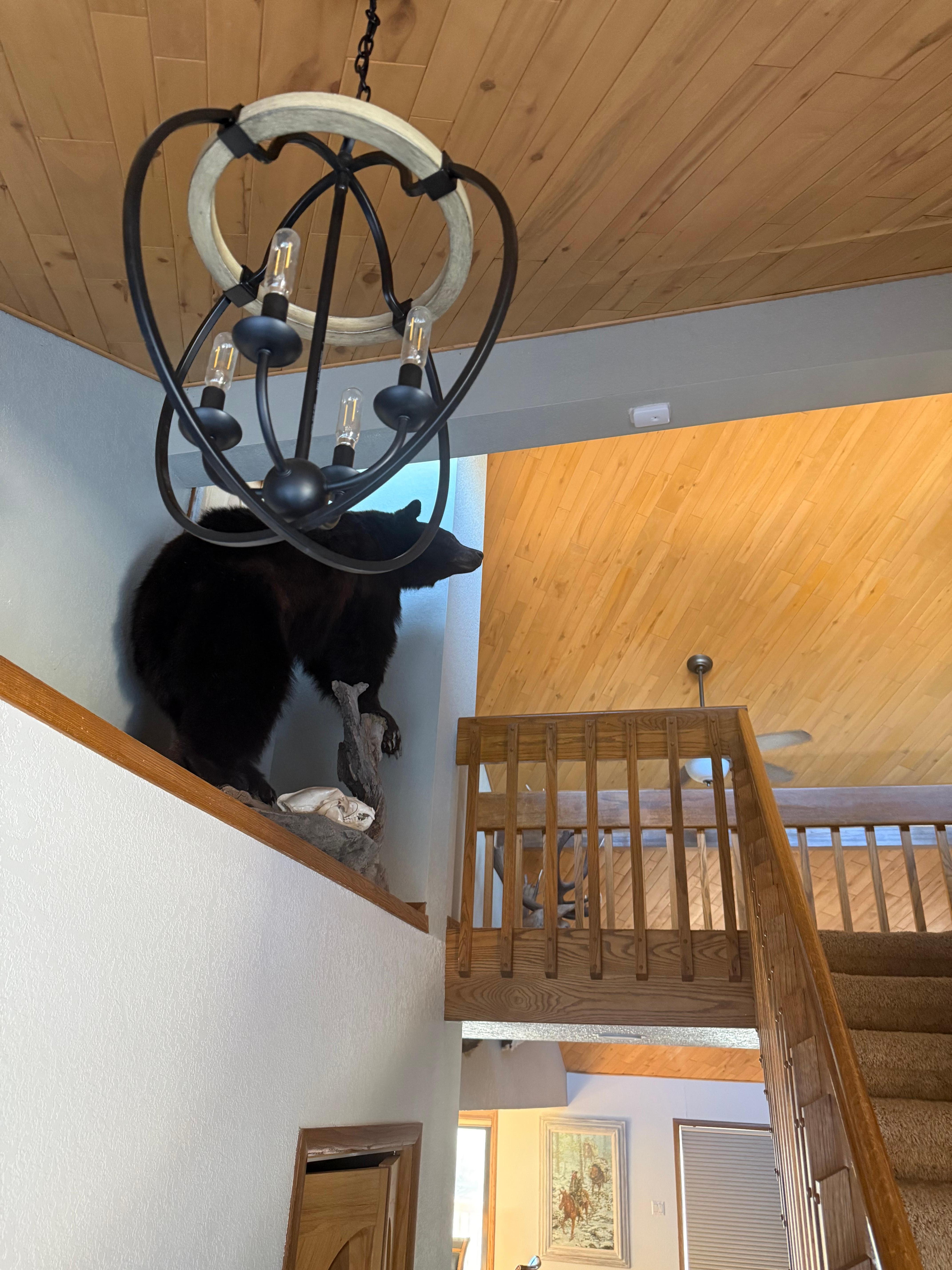 Our friend . Very impressive moose and many other impressive wild life features which us East Coasters enjoyed 