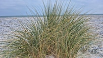 Die Düne