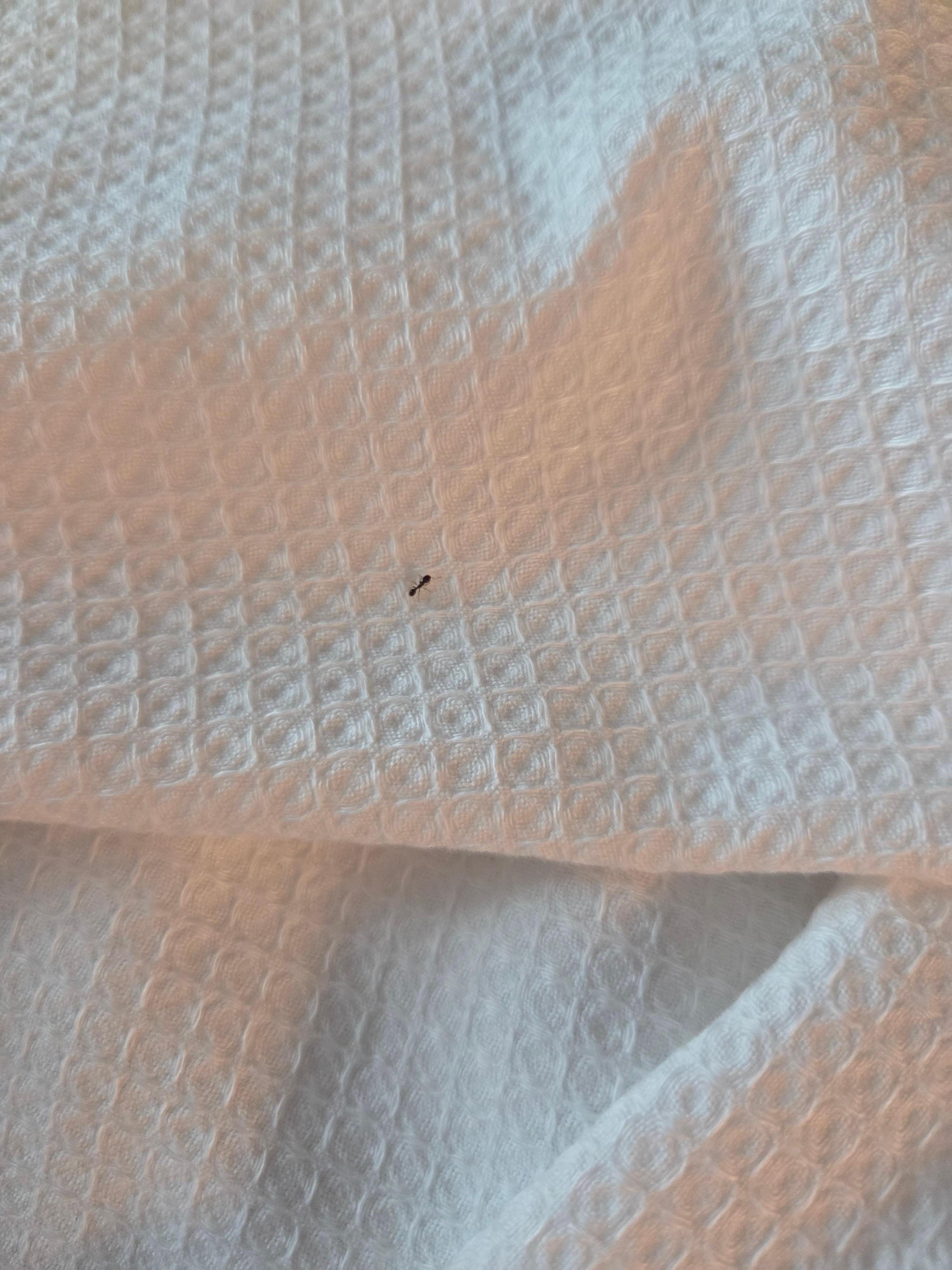Ant in our bed. Found this guy after getting rid of many others.
