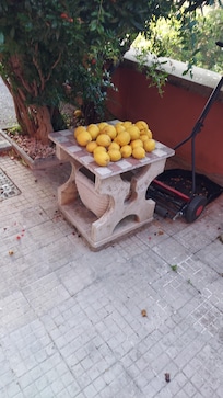 Lemons from tree on patio!