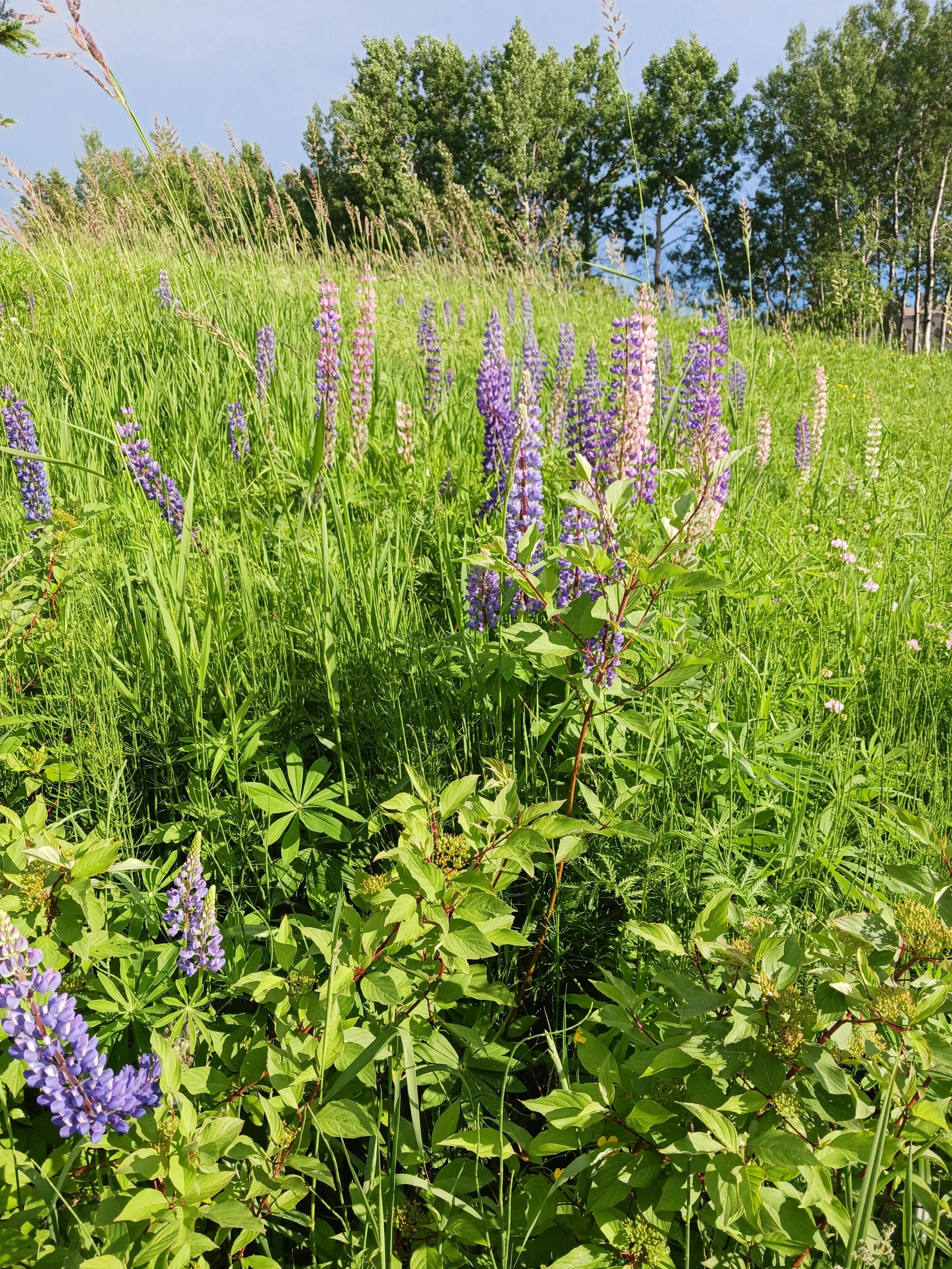 Summer Lupines and wildflowers