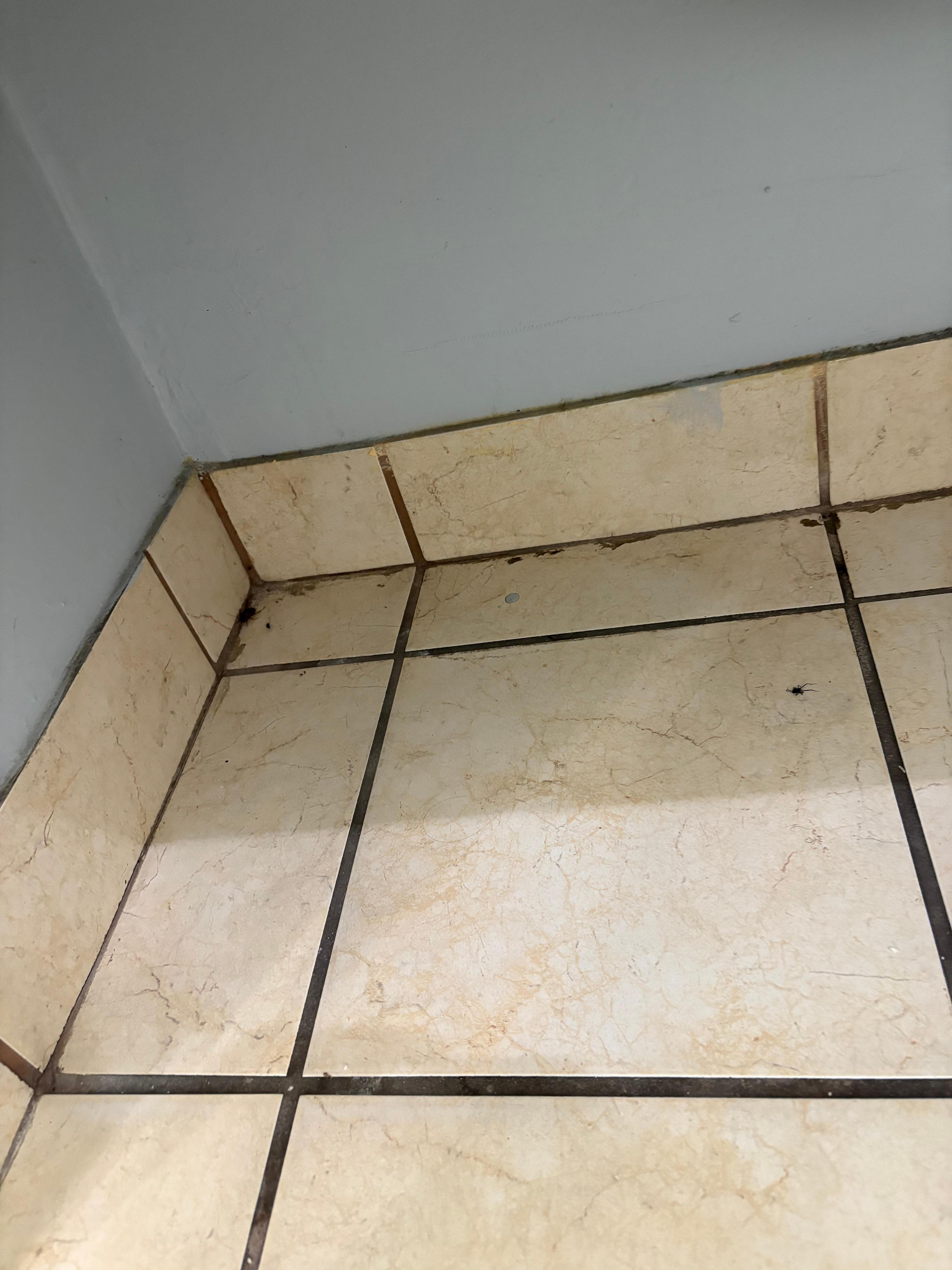 Roach in corner of bathroom. 