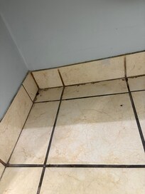 Roach in corner of bathroom.