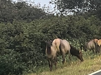 Elk near Crescent City