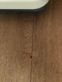 Roaches