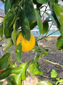 Orange tree in back yard