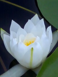 Beautiful Water lily