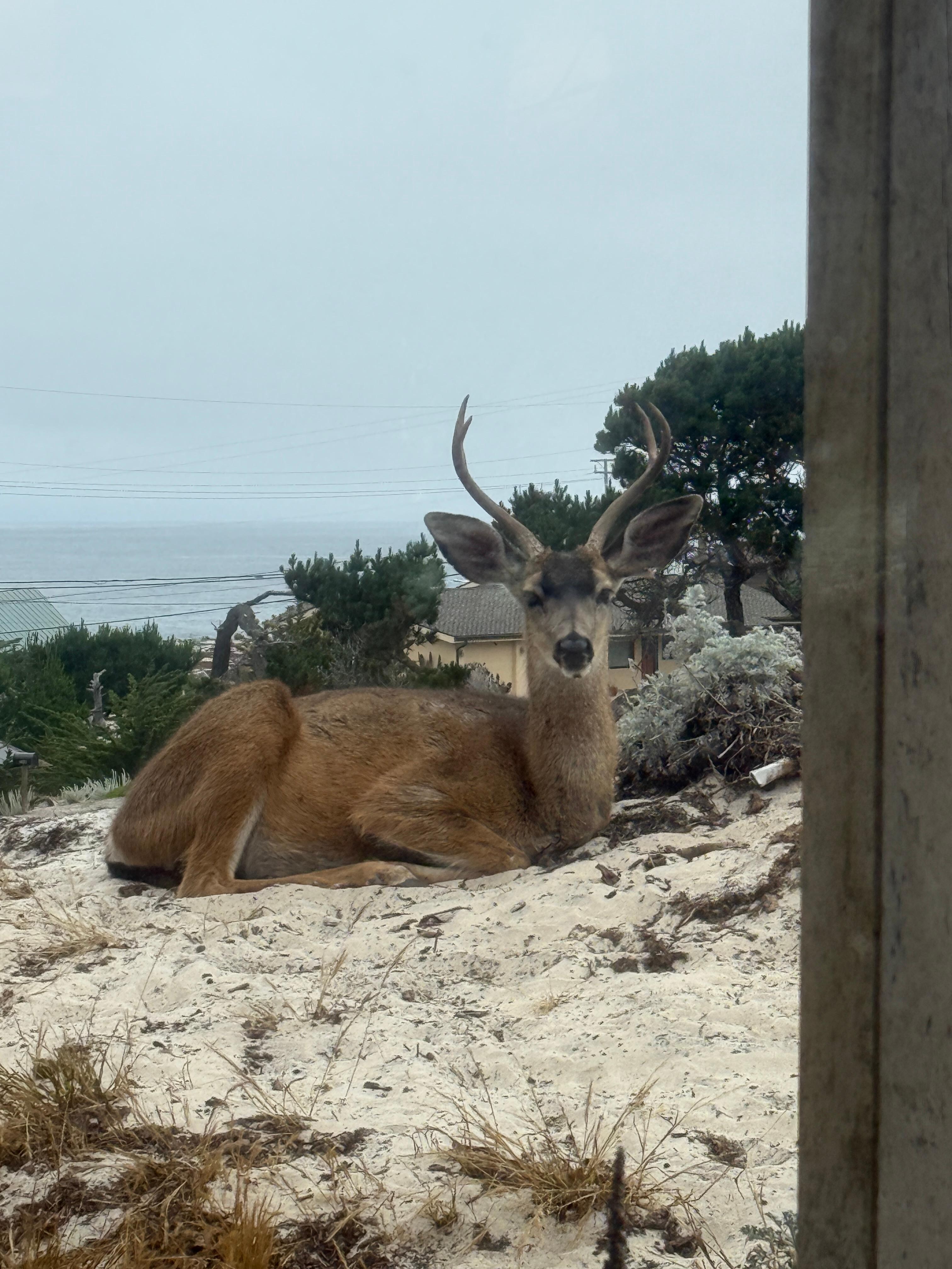 Just a deer out the kitchen sink window!